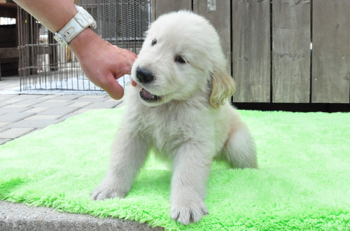 ゴールデンレトリバー　子犬販売の専門店　AngelWan　横浜