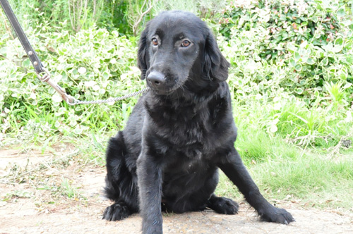 フラットコーテッドレトリバー　メス　子犬販売の専門店　AngelWan　横浜　神奈川県