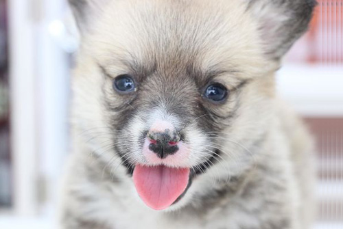 コーギー　　ブリーダー　子犬販売の専門店　AngelWan　横浜　神奈川県　ペットショップ