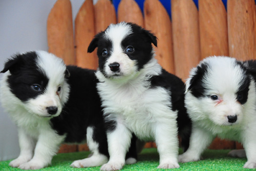 ボーダーコリー　ブリーダー　子犬販売の専門店　AngelWan　横浜　神奈川県　ペットショップ
