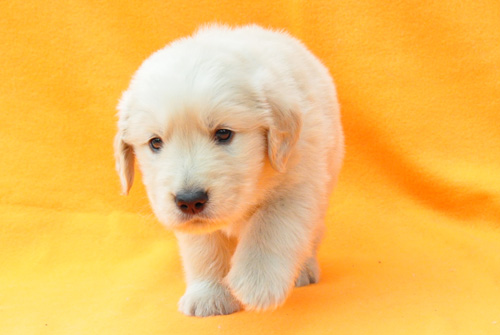 ゴールデンレトリバー ブリーダー 子犬販売の専門店 AngelWan 横浜 神奈川 ペットショップ