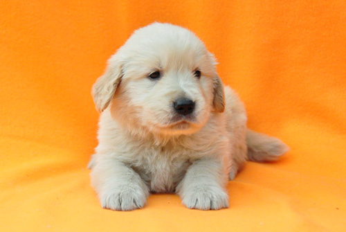 ゴールデンレトリバー　ブリーダー　子犬販売の専門店