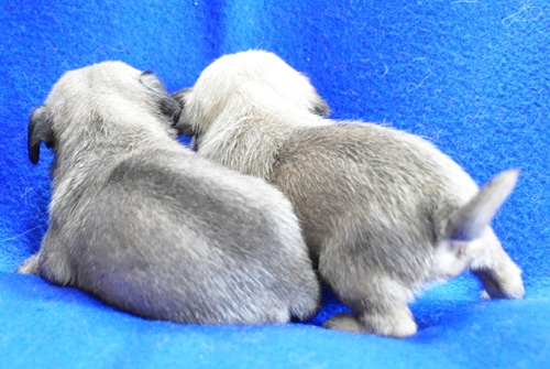 パグ　フォーン　オスとメス　子犬販売の専門店　AngelWan　　横浜　神奈川県　ペットショップ