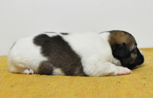 ジャックラッセルテリア　タン＆ホワイト　子犬販売の専門店　AngelWan　横浜