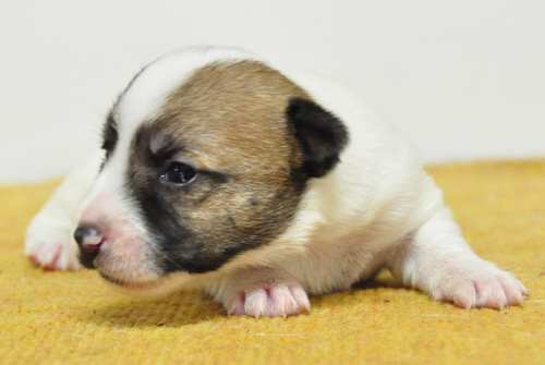 ジャックラッセルテリア　タン＆ホワイト　子犬販売の専門店　AngelWan　横浜　神奈川