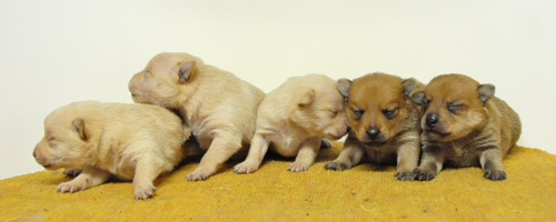 ポメラニアン　クリーム　オレンジ　子犬販売の専門店　AngelWan　横浜　神奈川県