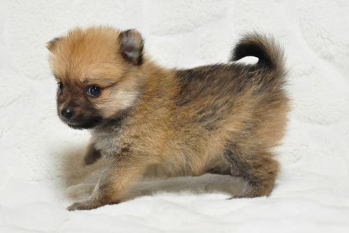 ポメラニアン オレンジ 子犬販売の専門店 AngelWan 横浜 神奈川県 ペットショップ