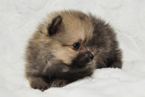 ポメラニアン　クリームセーブル　子犬販売の専門店　AngelWan　横浜　神奈川県　ペットショップ