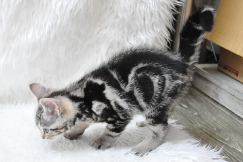 アメリカンショートヘアー　シルバータビー　子犬販売の専門店　AngelWan　横浜