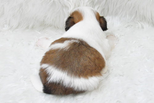 シーズー　ホワイト＆ゴールド　子犬販売の専門店　AngelWan　横浜　神奈川県