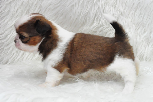 シーズー　ホワイト＆ゴールド　子犬販売の専門店　AngelWan　横浜　神奈川県