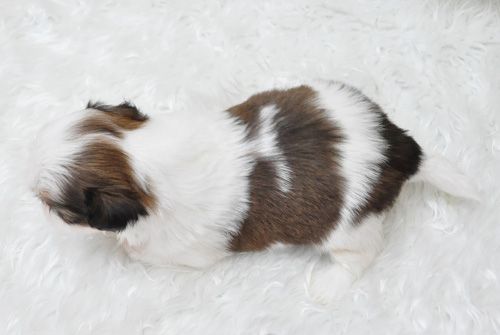 シーズー ホワイト&ゴールド 子犬販売の専門店 AngelWan 横浜 神奈川県