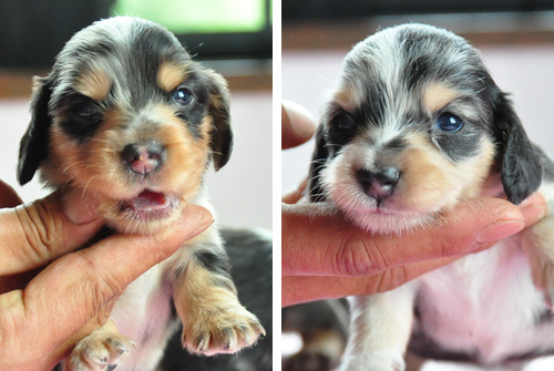 ミニチュアダックスフンド　シルバーダップル　子犬販売の専門店　AngelWan　横浜