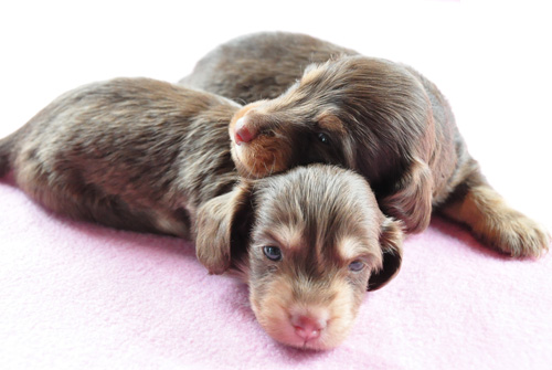 ミニチュアダックスフンド　チョコレートクリーム　チョコレートタン　子犬販売の専門店　AngelWan