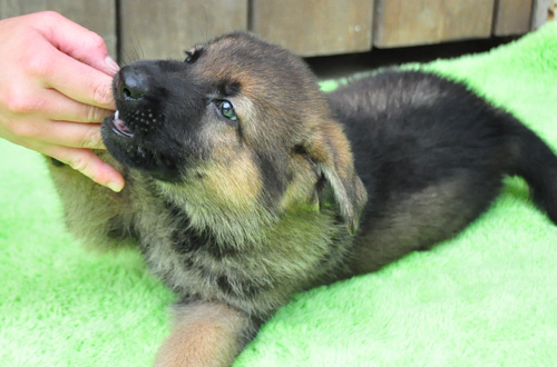 ジャーマンシェパード 子犬販売の専門店 AngelWan 横浜 神奈川県