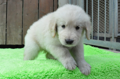 ゴールデンレトリバー 子犬販売の専門店 AngelWan 横浜