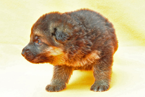 ジャーマンシェパード　ブリーダー　子犬販売の専門店　AngelWan　横浜　神奈川県　ペットショップ