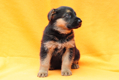 ジャーマンシェパード　ブリーダー　子犬販売の専門店　AngelWan　横浜　神奈川県　ペットショップ