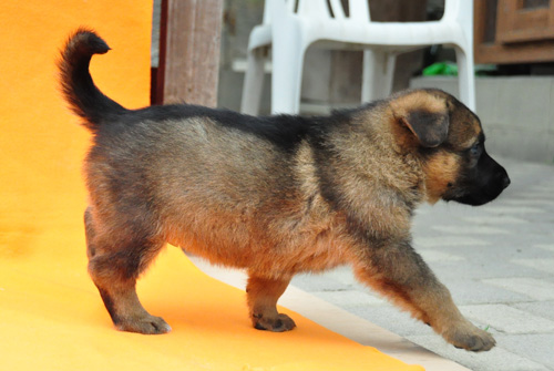 ジャーマンシェパード　ブリーダー　子犬販売の専門店　AngelWan　横浜　神奈川県　ペットショップ