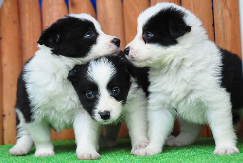 ボーダーコリー　ブリーダー　子犬販売の専門店　AngelWan　横浜　神奈川県　ペットショップ