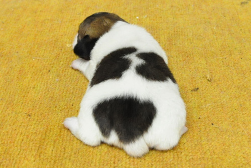 ジャックラッセルテリア　タン＆ホワイト　子犬販売の専門店　AngelWan　横浜