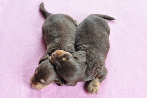 ミニチュアダックスフンド　チョコレートクリーム　チョコレートタン　子犬販売の専門店　AngelWan