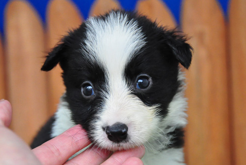 ボーダーコリー　ブリーダー　子犬販売の専門店　AngelWan　横浜　神奈川県　ペットショップ