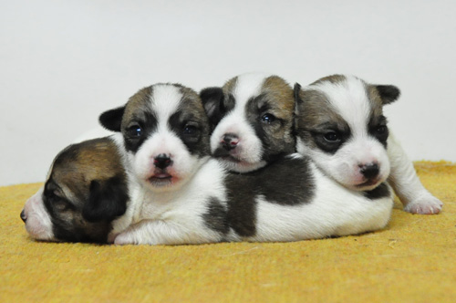 ジャックラッセルテリア　タン＆ホワイト　オス　子犬販売の専門店　AngelWan　横浜