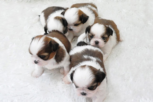 シーズー ホワイト&ゴールド 子犬販売の専門店 AngelWan 横浜 神奈川県