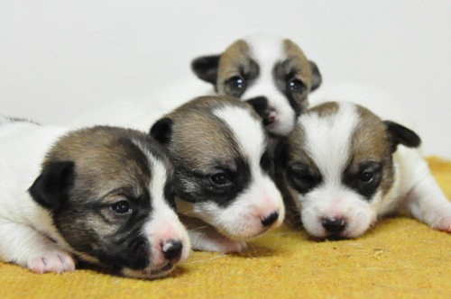 ジャックラッセルテリア　子犬販売の専門店　AngelWan　横浜　神奈川県　ペットショップ