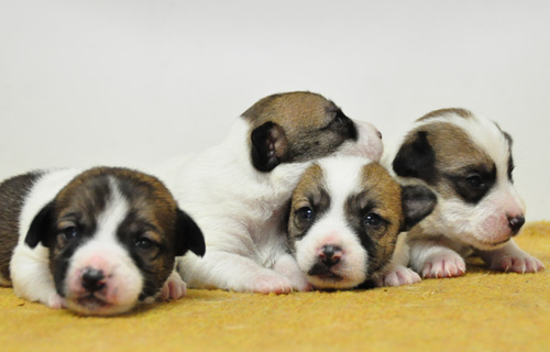 ジャックラッセルテリア　タン＆ホワイト　子犬販売の専門店　AngelWan　横浜　神奈川
