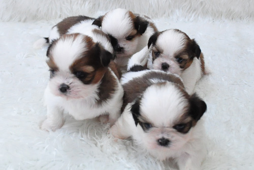 シーズー　ホワイト＆ゴールド　子犬販売の専門店　AngelWan　横浜　神奈川県