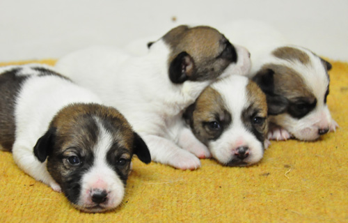 ジャックラッセルテリア　タン＆ホワイト　子犬販売の専門店　AngelWan　横浜　神奈川