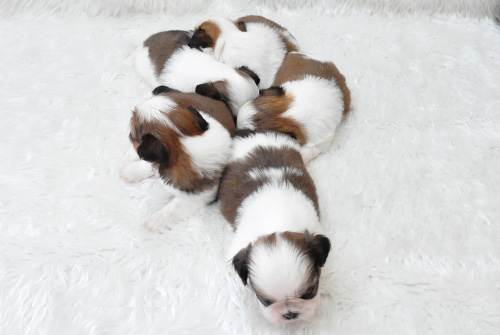 シーズー ホワイト&ゴールド 子犬販売の専門店 AngelWan 横浜 神奈川県