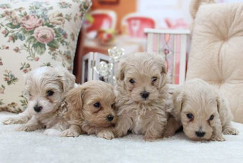 マルプー ミックス アプリコット系 子犬販売の専門店 AngelWan 横浜 神奈川県 ペットショップ