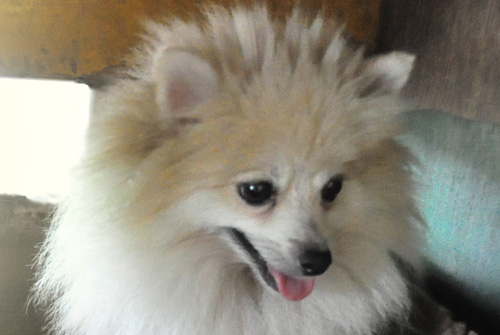 ポメラニアン　母犬　子犬販売の専門店　AngelWan　横浜　神奈川県　ペットショップ