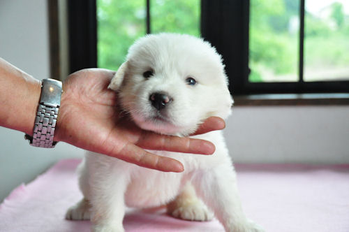 グレートピレニーズ PUPPY 画像 グレートピレニーズ ブリーダー 子犬販売の専門店 AngelWan 戸塚区 茅ヶ崎 湘南