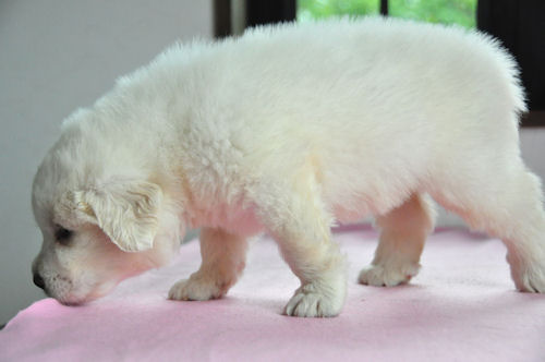 グレート・ピレニーズ 子犬 動画 グレートピレニーズ ブリーダー 子犬販売の専門店 AngelWan 港南区 東京都内