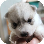 シベリアンハスキー シルバー&ホワイト オス シベリアンハスキー ブリーダー 子犬販売の専門店 AngelWan 横浜