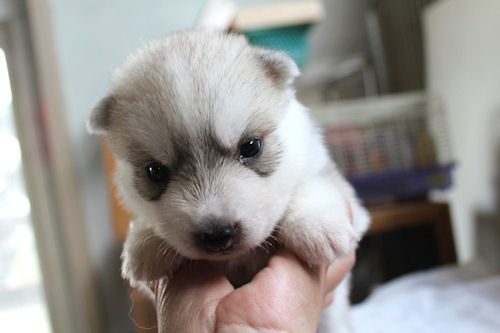 シベリアンハスキー カワイイ 良質 シベリアンハスキー ブリーダー 子犬販売の専門店 AngelWan 神奈川 良血統 JKC