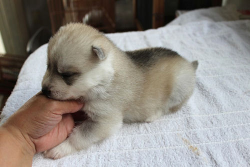 シベリアンハスキー 生後 ブリーダー シベリアンハスキー ブリーダー 子犬販売の専門店 AngelWan 戸塚 港北 栄 緑