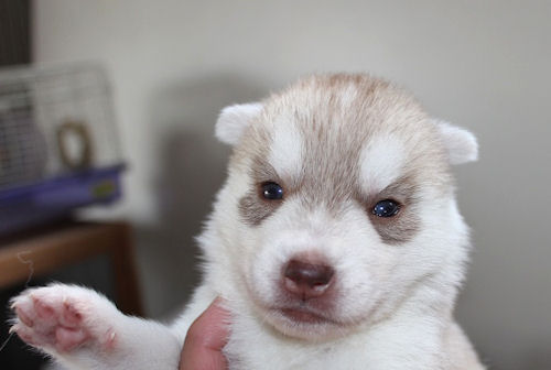 シベリアンハスキー　ブリーダー　子犬販売の専門店　AngelWan　友達　ペット　家族