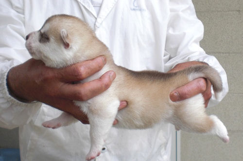 シベリアンハスキー　ブリーダー　子犬販売の専門店　AngelWan　瀬谷　鶴見　川崎　町田