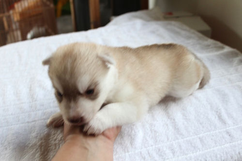 シベリアンハスキー　　ブリーダー　子犬販売の専門店　AngelWan　栃木　茨城　福島