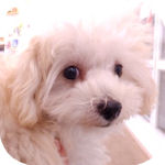 マルプーの子犬 クリーム メス マルプー ブリーダー 子犬販売の専門店 AngelWan 横浜