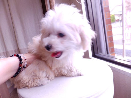 まるぷーちゃん 小ぶり 可愛い マルプー ブリーダー 子犬販売の専門店 AngelWan ペットショップ 横浜 全国対応