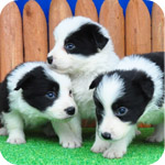 ボーダーコリー　ブリーダー　子犬販売の専門店　AngelWan　横浜