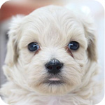 マルプー　ミックス　アプリコット系　オス