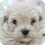 マルプー ミックス アプリコット系 メス