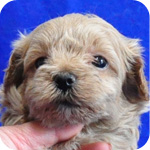 マルプー　ミックス　ミルクティ　オス　